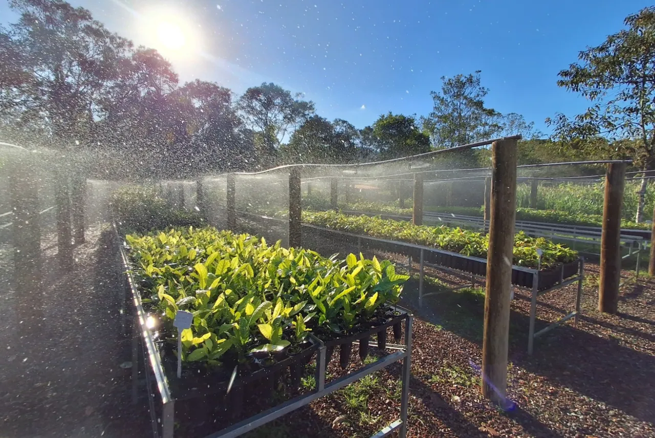 Restauração e produção é possível na Mata Atlântica através da Agrofloresta