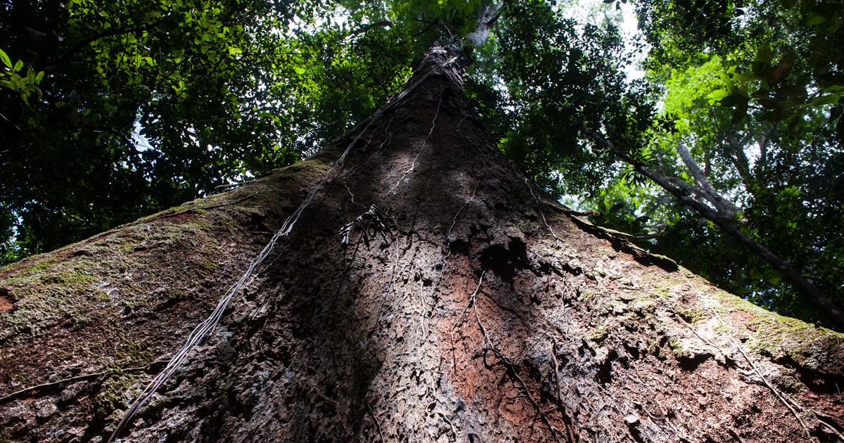 Árvores gigantes do Tumucumaque