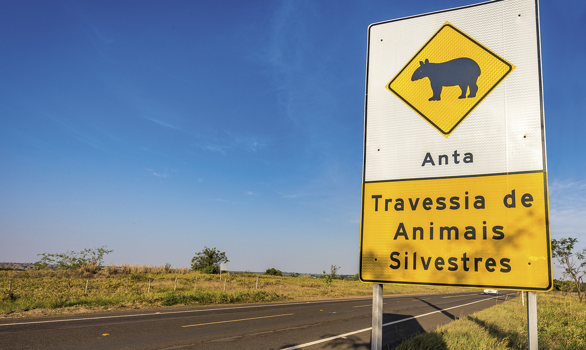 Sistemas baseados em Inteligência Artificial podem monitorar travessia de animais em rodovias