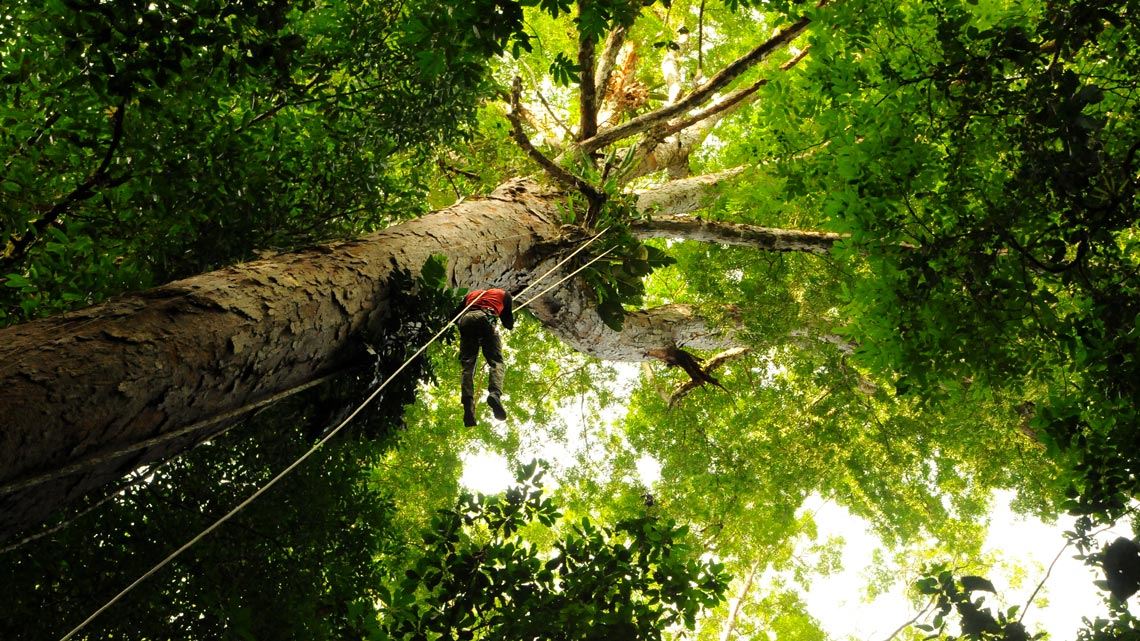 Terra das árvores gigantes do Brasil