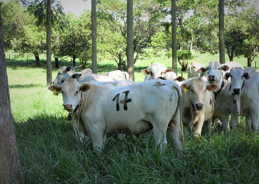 Árvores no pasto melhoram ganho de peso, conforto térmico e reprodução dos animais