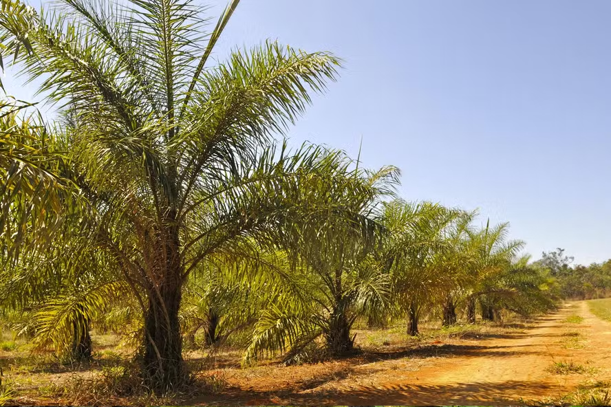 Uso da Macaúba como biocombustível sustentável