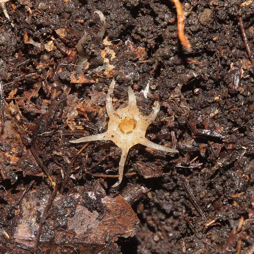 Uma descoberta insólita: Planta rara sem fotossíntese encontrada no Japão