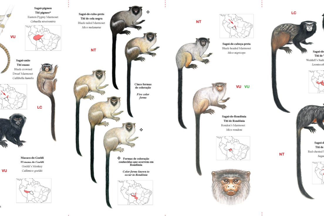 Guia ilustrado de primatas de Rondônia