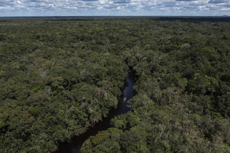 Estudo realizado pela Global Forest Watch demonstra que Brasil reduziu em 36% a perda de florestas em 2023