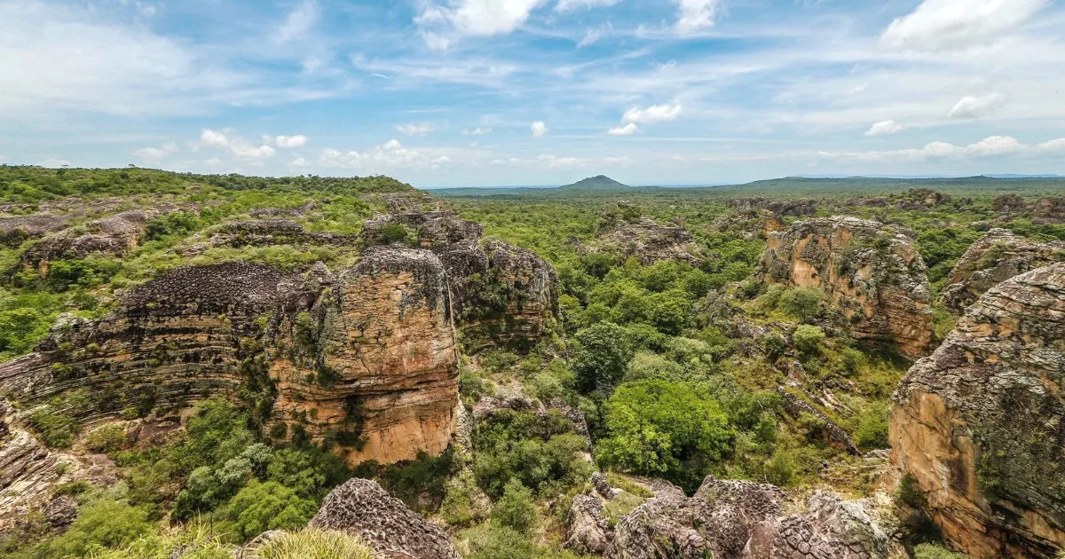 A fotossíntese de plantas do Cerrado estão sendo afetadas pelo aumento de temperatura
