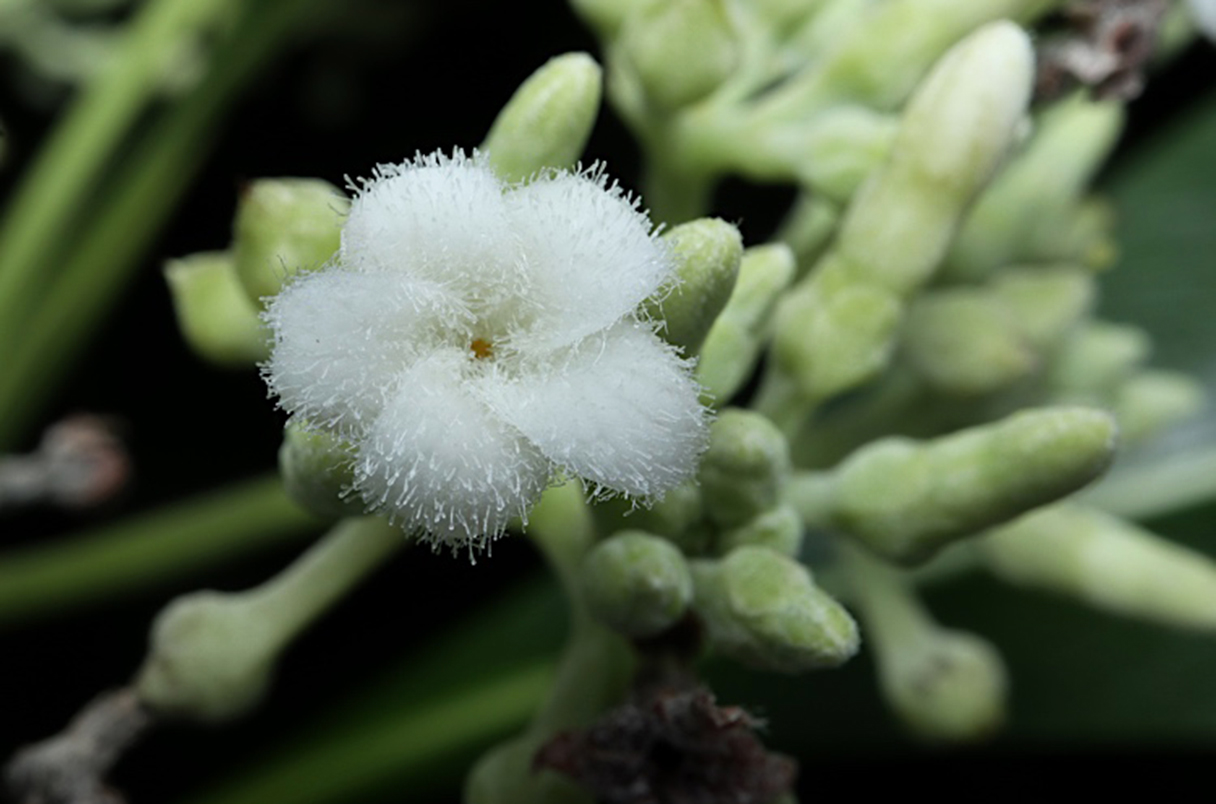 Construindo a árvore da vida e suas raízes das plantas com flores