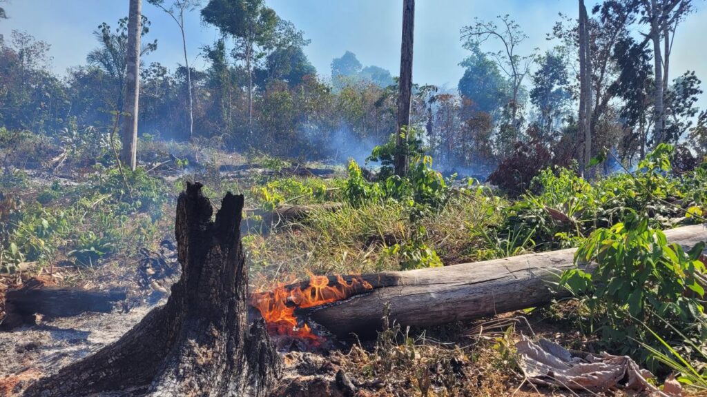 desmatamento incêndio florestal