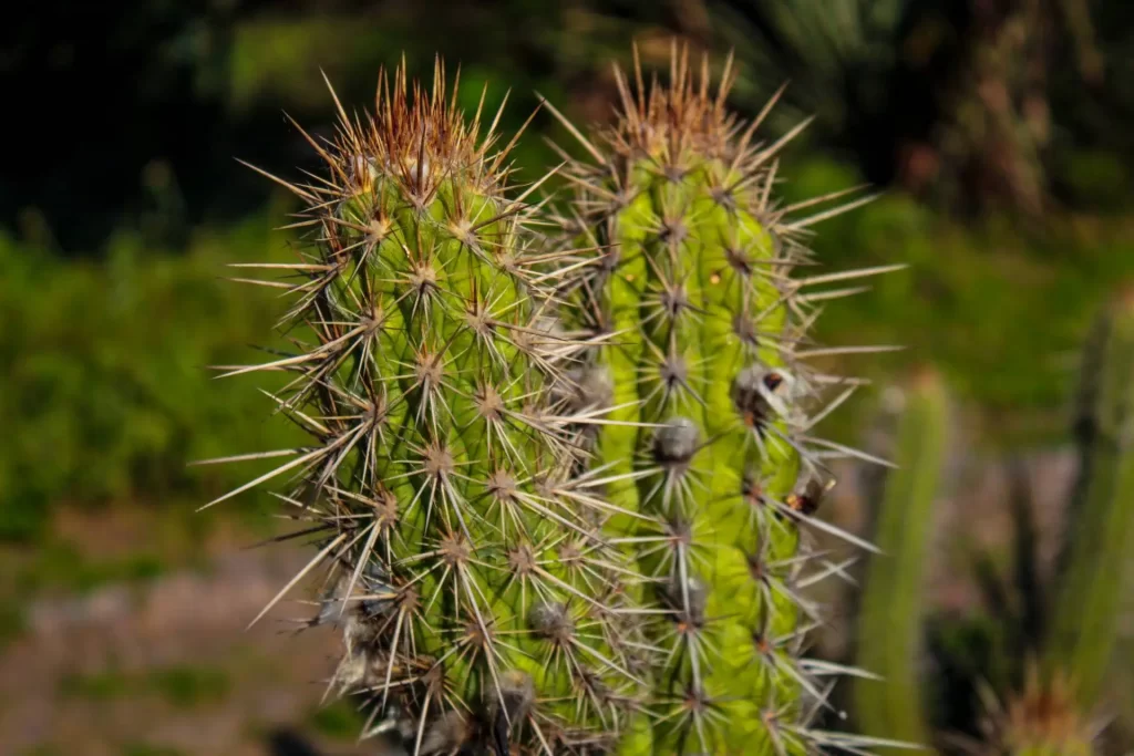 projetos brasileiros no Fundo Global de Biodiversidade