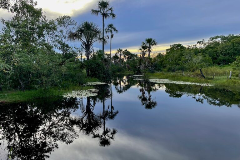 frutas nativas na transição entre Caatinga e Cerrado