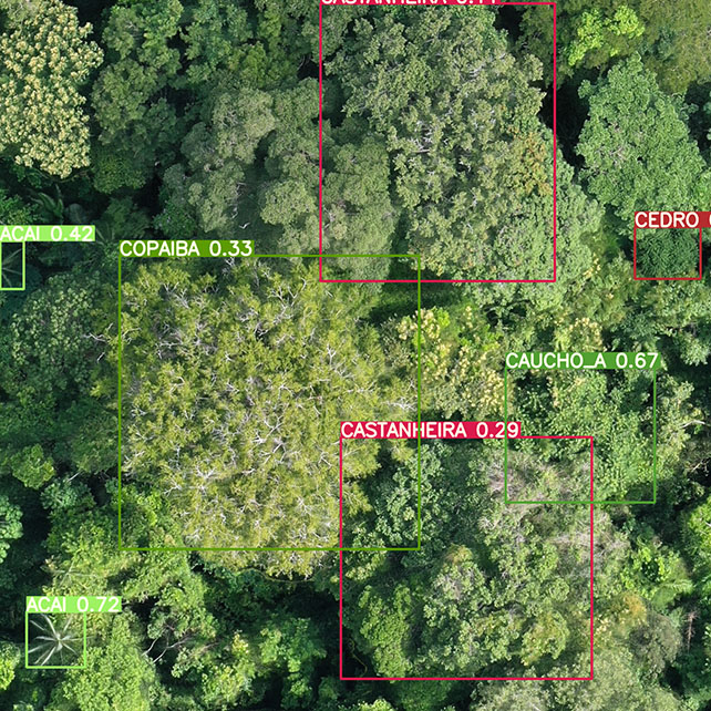 Metodologia revolucionária combina Drones e IA para identificar espécies florestais de valor comercial na Amazônia