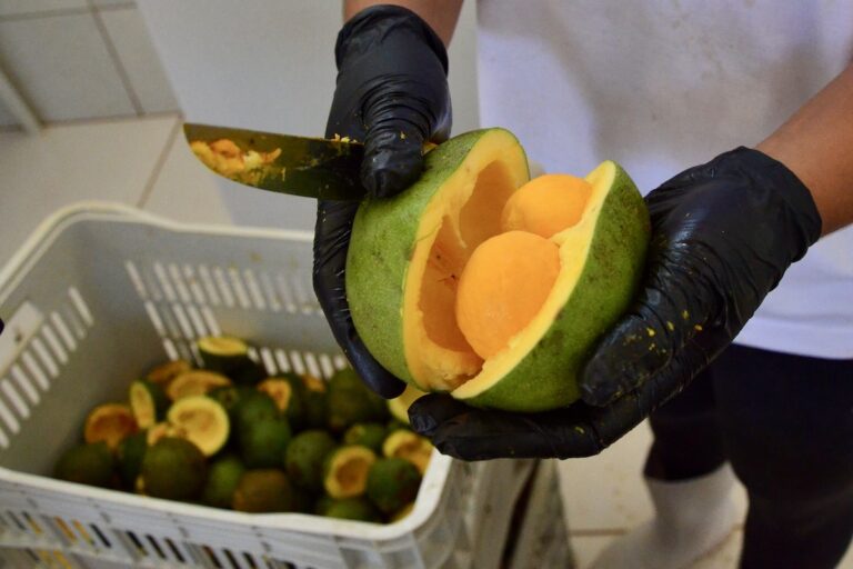 frutas nativas na transição entre Caatinga e Cerrado