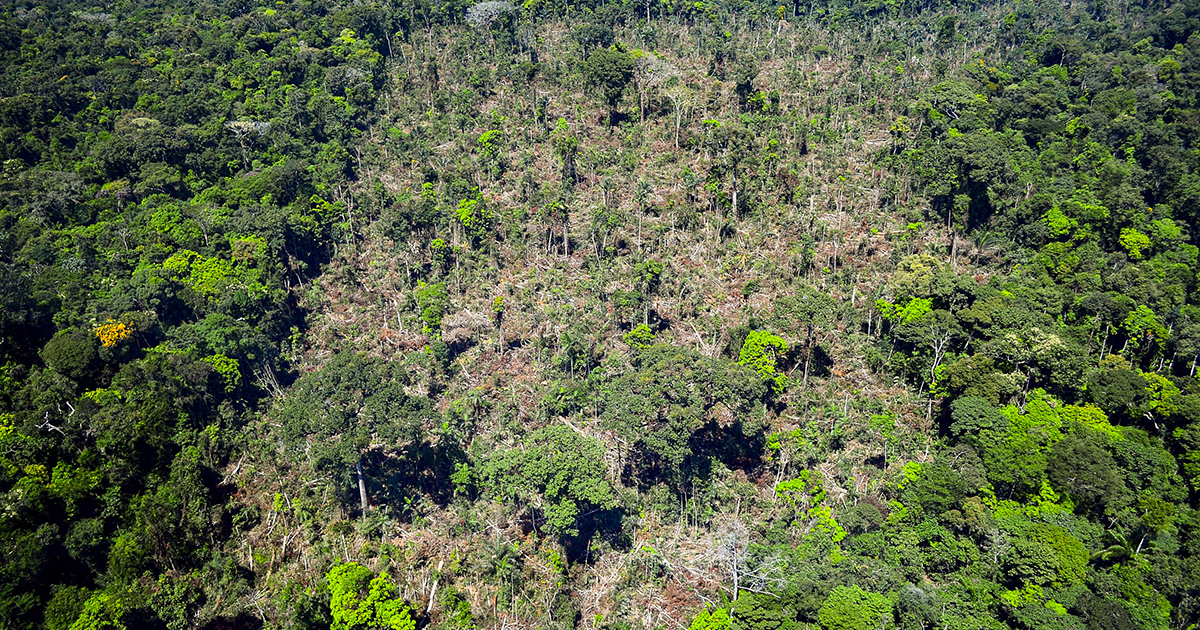 Projeto entre USP e Ibama propõe avaliação de indicadores sobre desmatamento na Amazônia