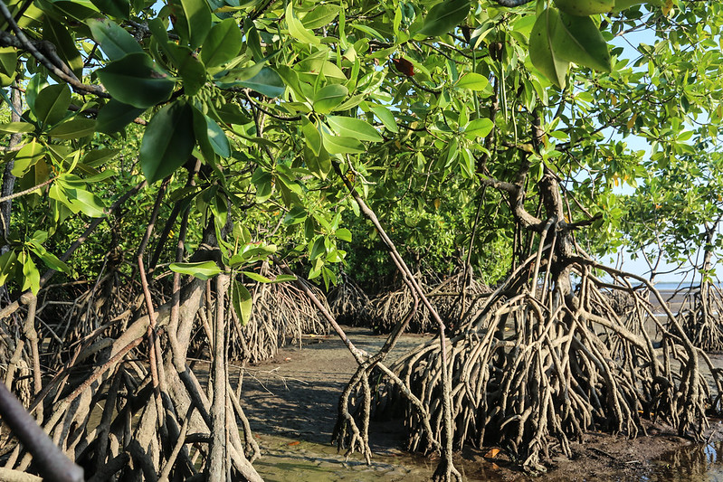 Mais da metade de todos os ecossistemas de mangue em risco de colapso até 2050
