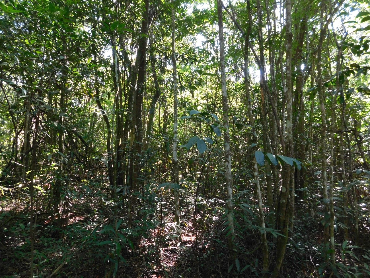 Sem manejo adequado, Cerrado se descaracteriza e área fica menos resiliente às mudanças no clima