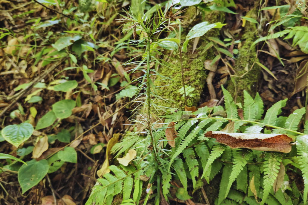 Araucária nascendo longe da árvore mãe