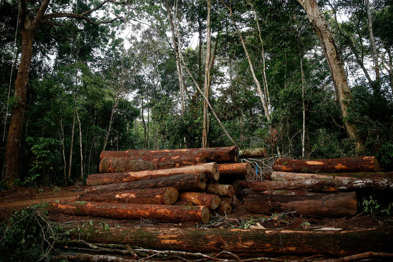 Prevenção: Ferramenta contra o desmatamento na Amazônia