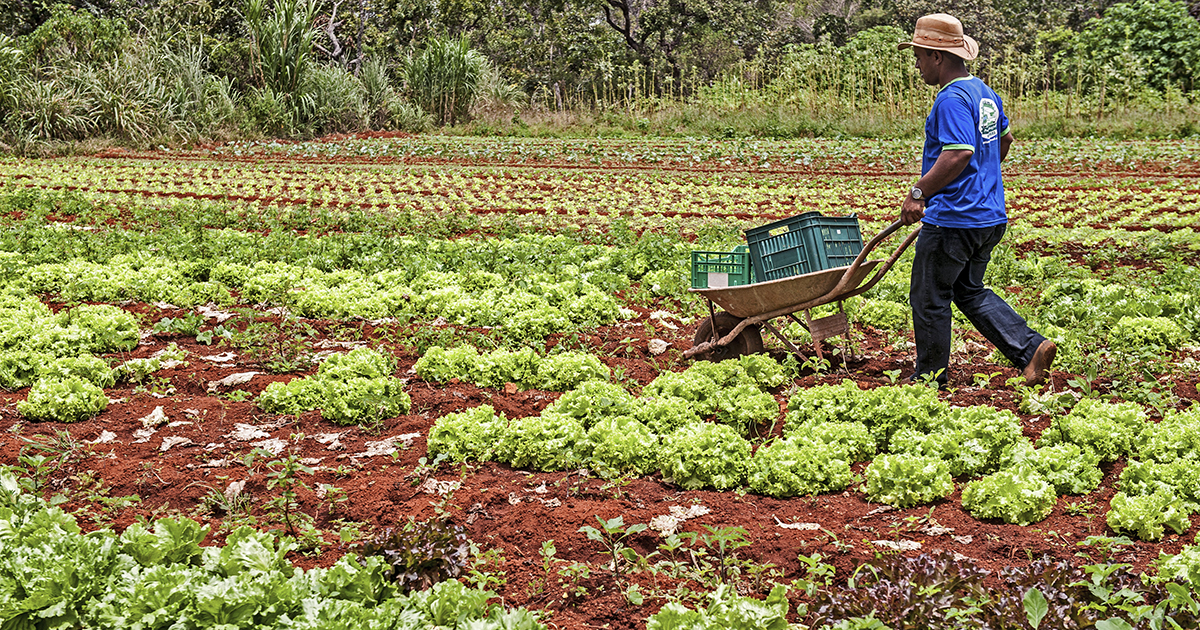 Renda bruta de pequenos agricultores aumento em 24% com o Programa de Aquisição de Alimentos