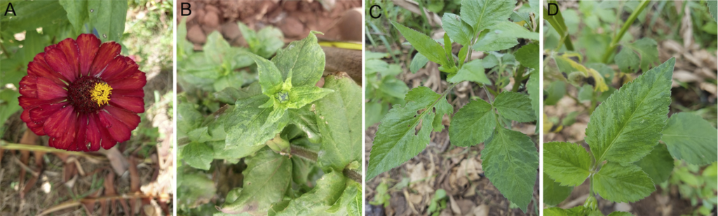 vírus de plantas pode atacar cultivos agrícolas comerciais