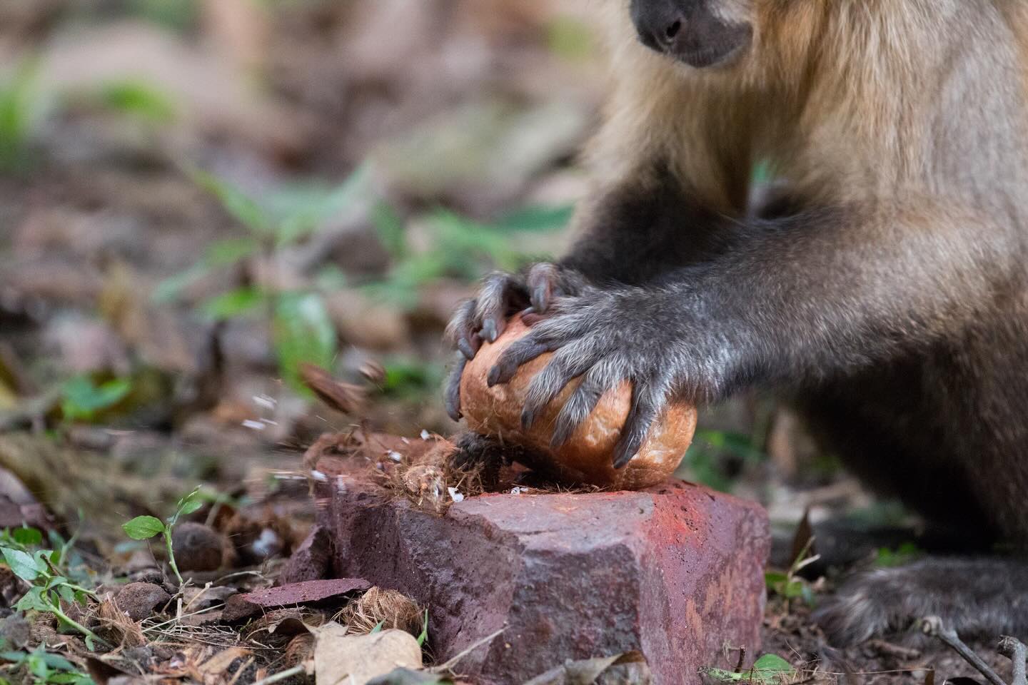 Comparação mostra diferença na eficiência da quebra de cocos com ferramentas entre macacos