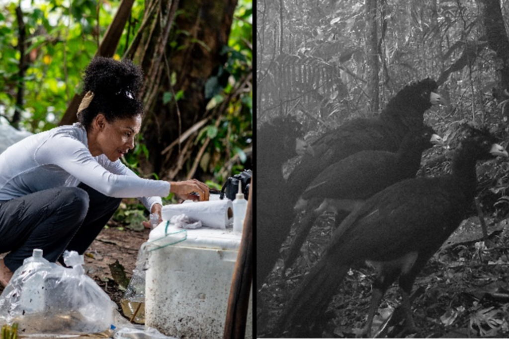 Pesquisadora Dra. Camila Anjos (à esquerda) fazendo a seleção e armazenamento da coleta de peixe coletados. Família de Mutuns (Crax blumenbachii) registrado pela câmera Trap (à esquerda) instalada pela pesquisadora doutoranda Dayse Ferreira.