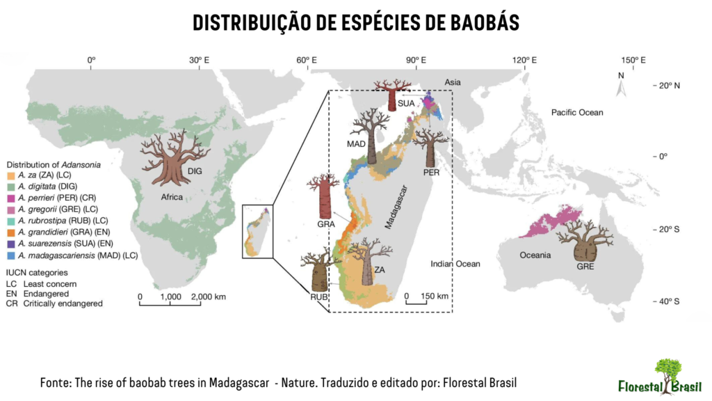 A origem dos Baobás