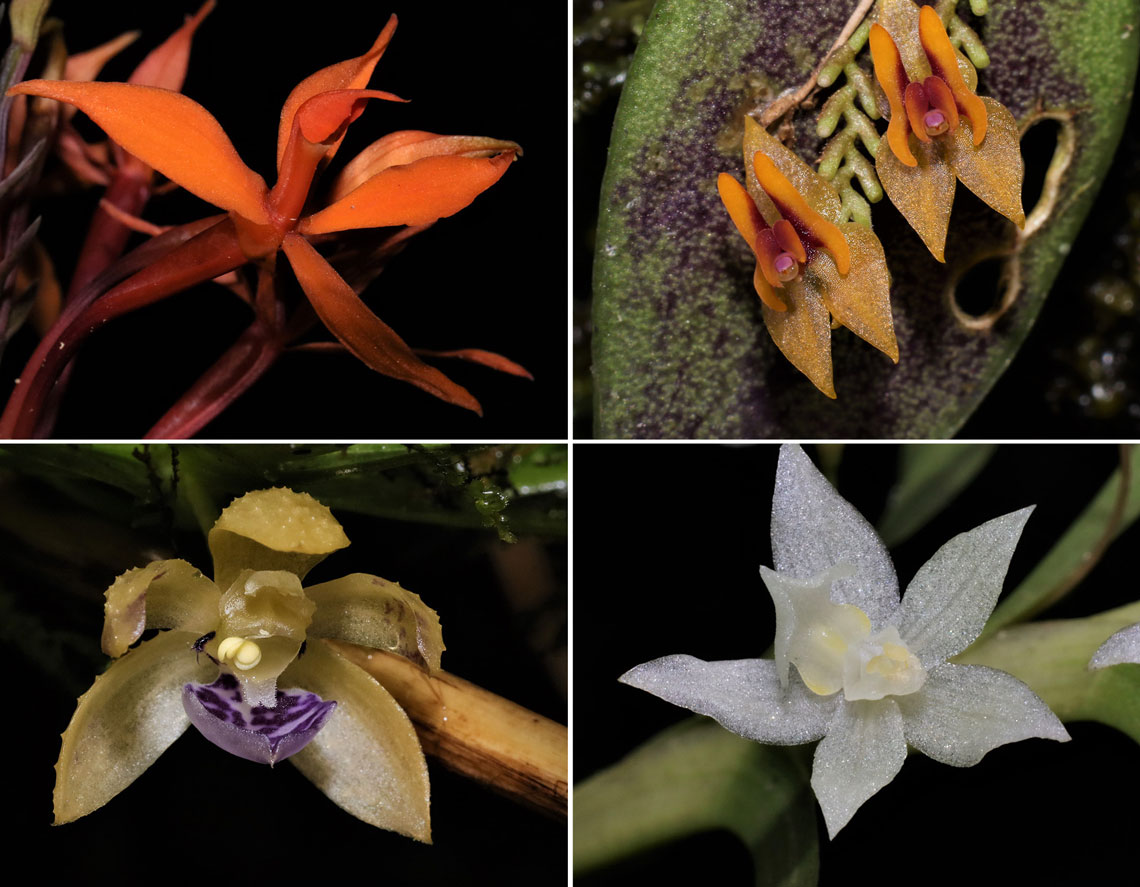 Orquídeas surgiram no hemisfério Norte há 83 milhões de anos