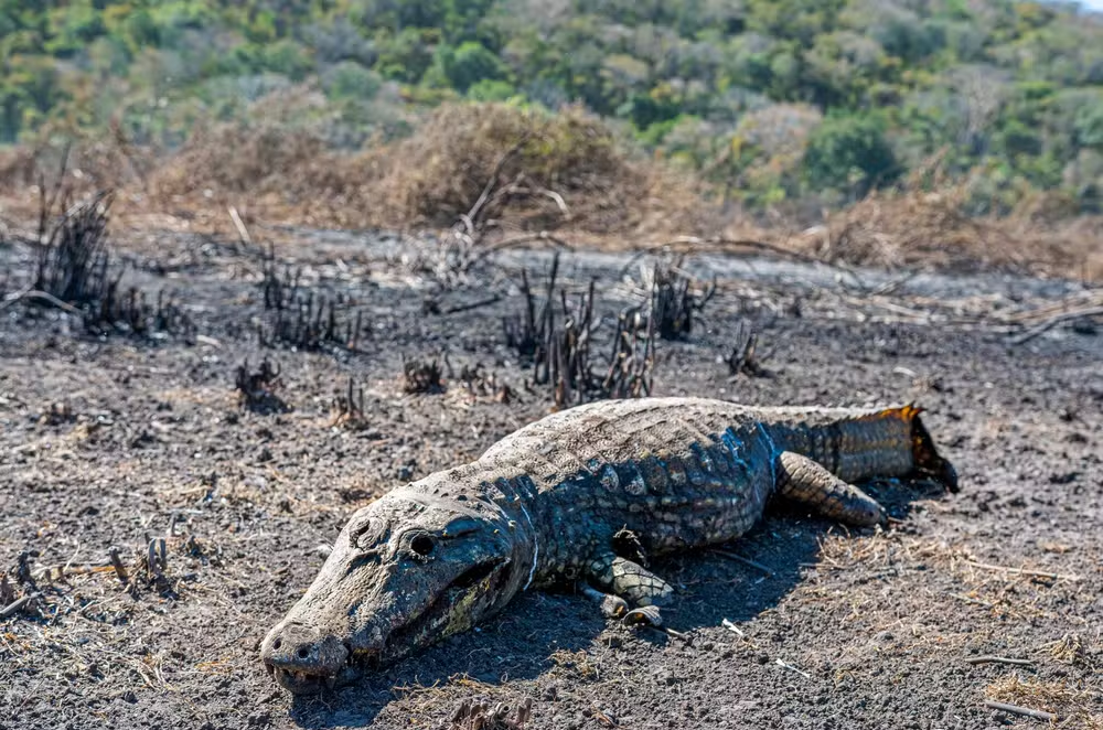 Incêndio no Pantanal em 2024 supera o registrado no mesmo período de 2020, e bate recorde de queimadas