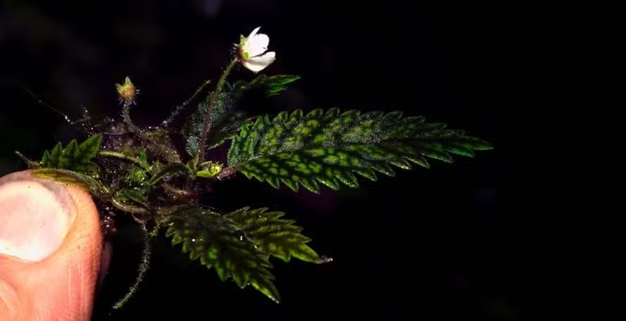 Flor minúscula que sobreviveu ao desmatamento é considerada nova espécie