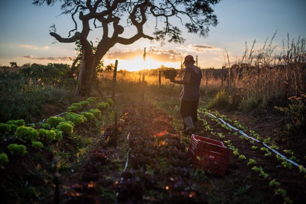 Alimentos orgânicos e agroecológicos recebem apenas 0,02% dos créditos da agricultura familiar
