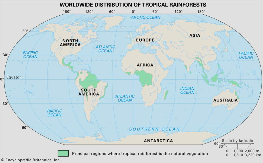 floresta tropical