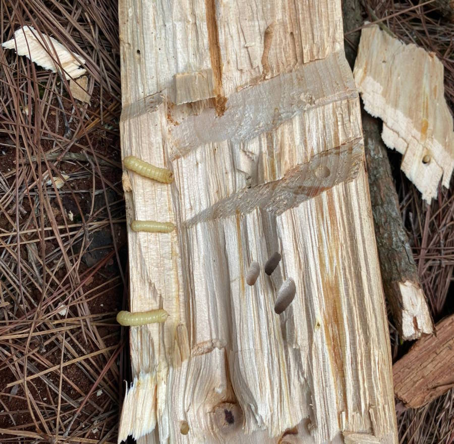 Nova praga ameaça produção de Pinus no Brasil e pode se espalhar pelo Mercosul