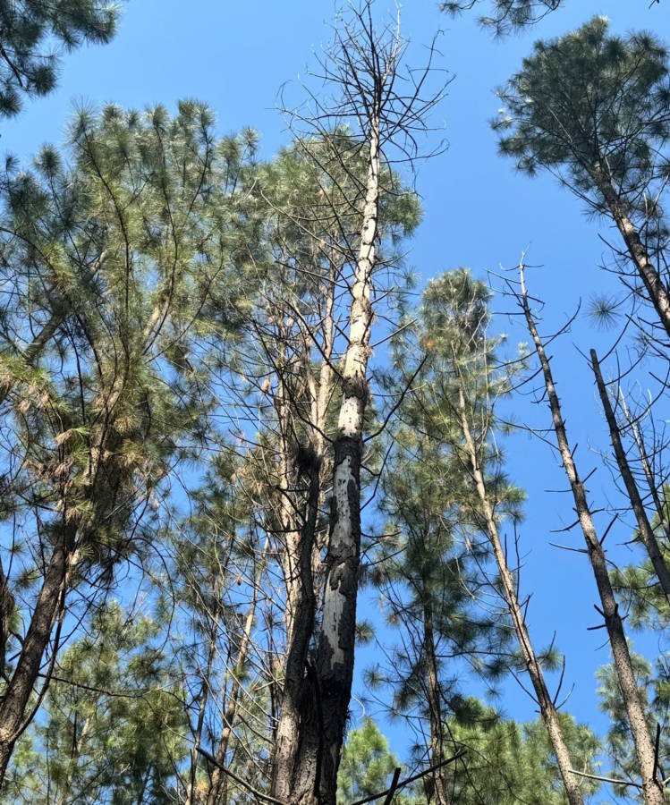 Nova praga ameaça produção de Pinus no Brasil e pode se espalhar pelo Mercosul