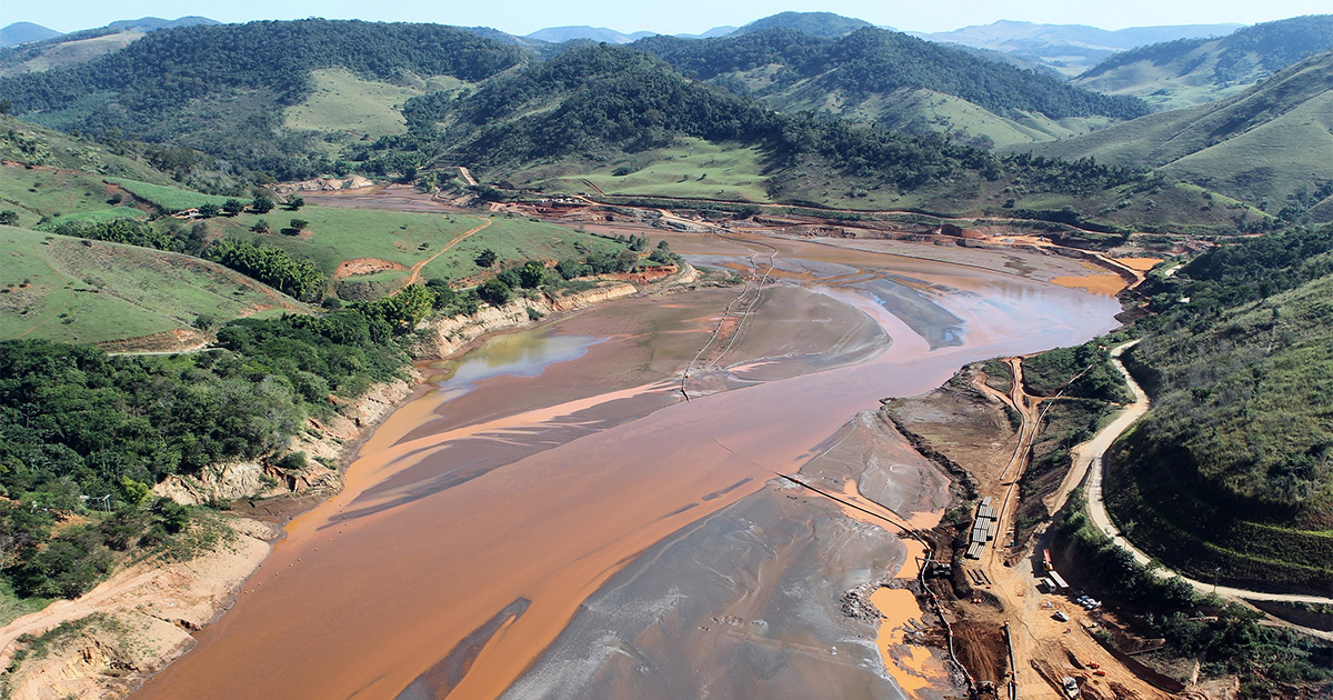 Plantas nativas contribuem para extração de metais pesados do solo na região do rio Doce
