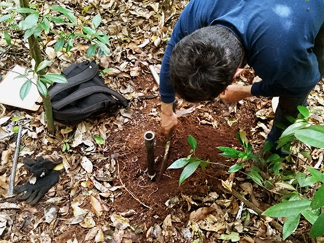 Estudo propõe nova metodologia para calcular sequestro de carbono por florestas tropicais
