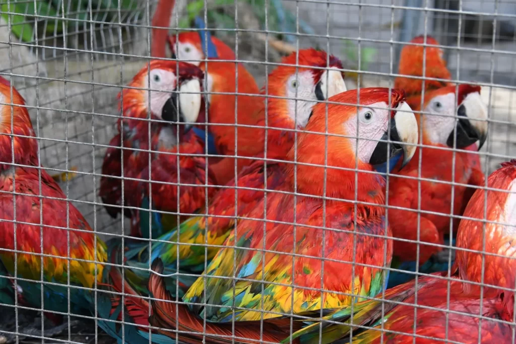 “Lavagem de animais": trafico põe em xeque a biodiversidade brasileira