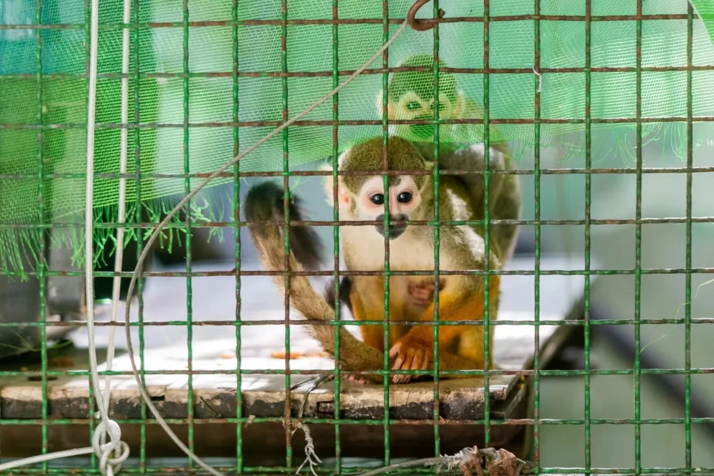 “Lavagem de animais": trafico põe em xeque a biodiversidade brasileira
