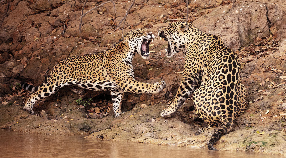 Impacto do fogo: menos tatu e mais onça no Pantanal