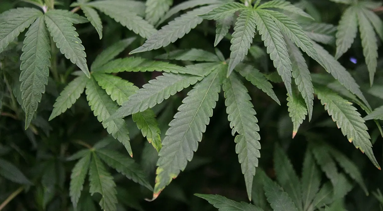 Regulamentação da indústria da Cannabis poderia gerar mais de R$ 167 bi por ano