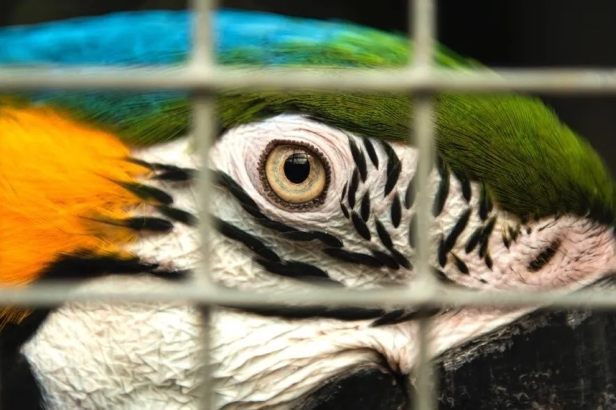 “Lavagem de animais": trafico põe em xeque a biodiversidade brasileira