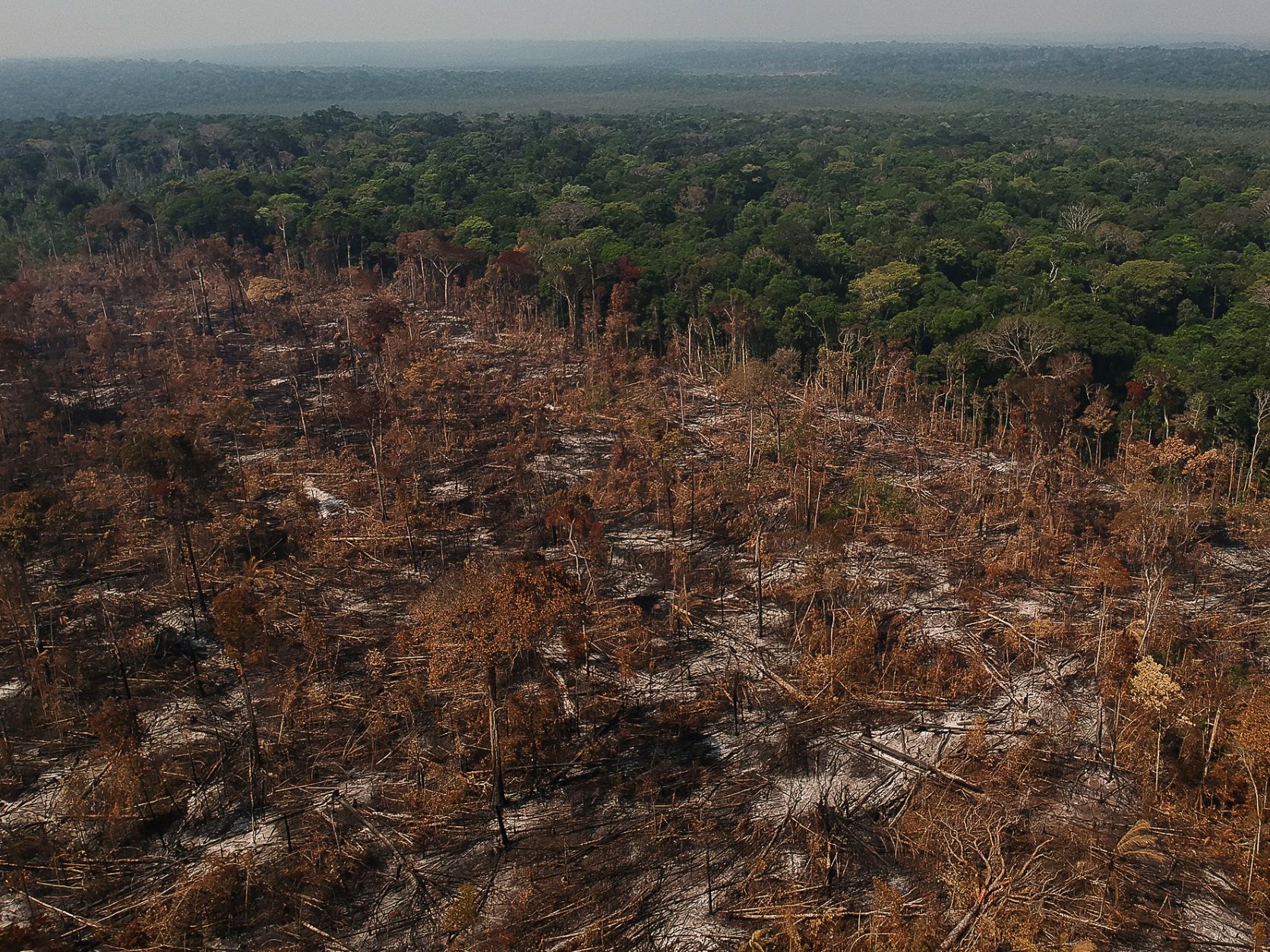 Brasil precisa fortalecer ações de proteção de florestas para cumprir metas internacionais