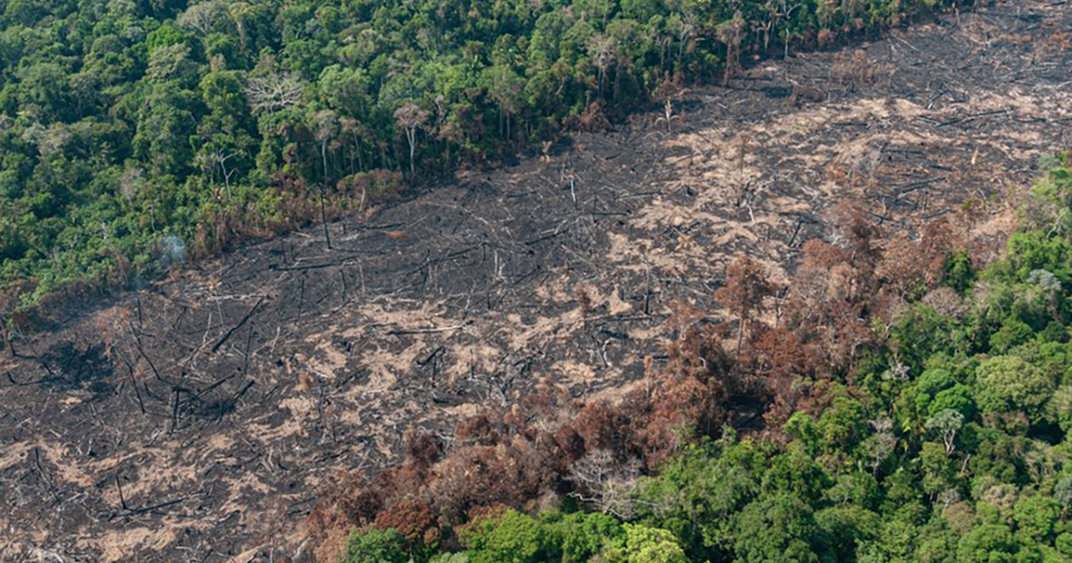 Demanda do Centro-Sul por produção agropecuária pressiona desmatamento na Amazônia