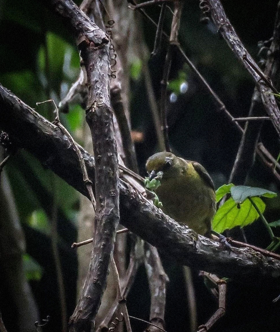 Amantes da natureza ajudam biólogos a estudar os pássaros através de registros