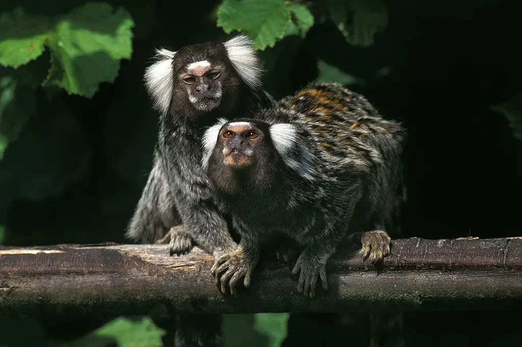 Estudo descobre que Saguis chamam uns aos outros por nomes