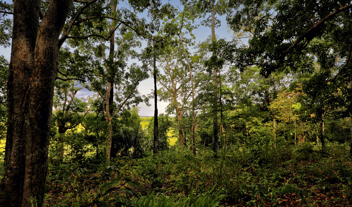 Cientistas se unem a povos da floresta para proteger sítios arqueológicos em risco na Amazônia
