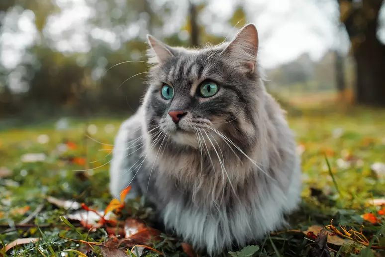 17 animais que curtem ficar chapados