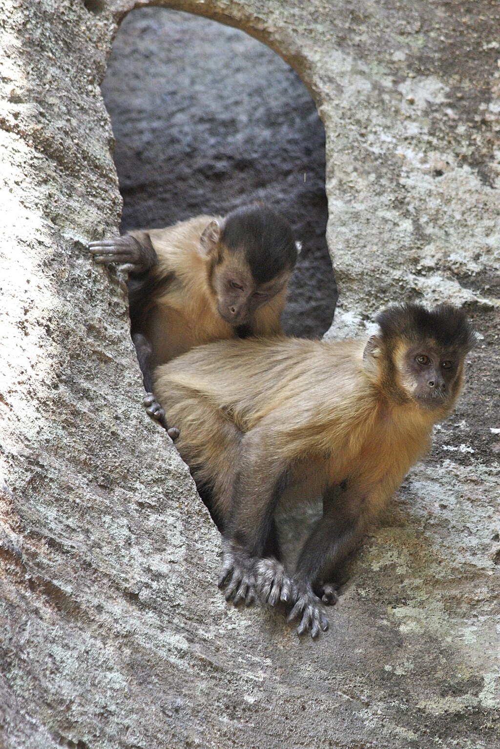 Pesquisadora registra pela primeira vez macacos-prego-amarelo utilizando varetas no solo para obter alimento