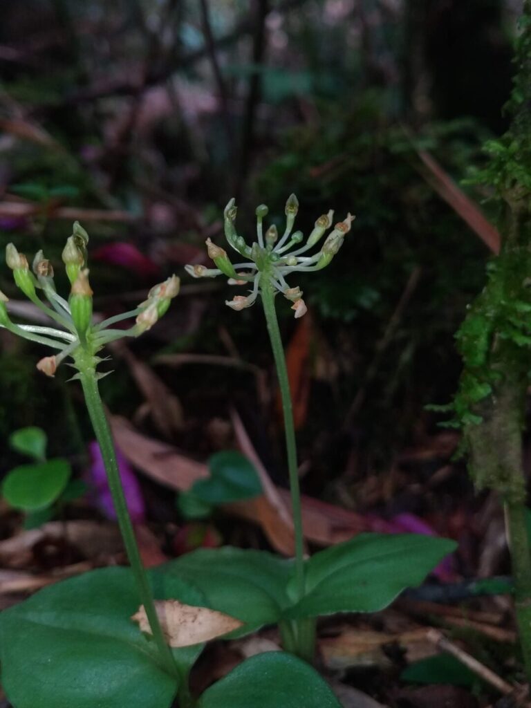 Orquídea recém-descoberta no Paraná corre risco de extinção