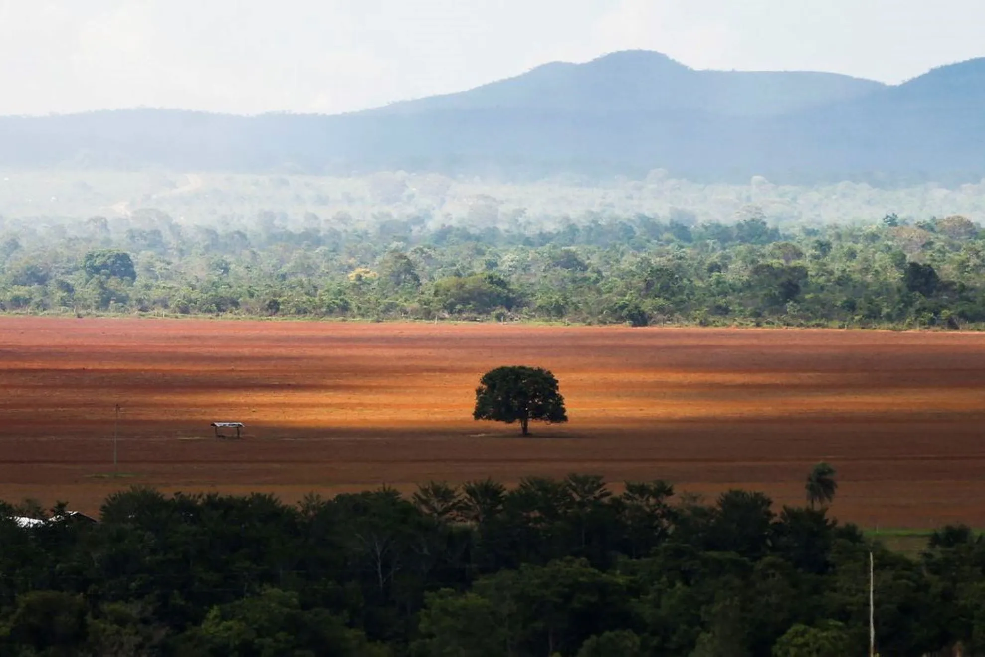 Brasil perdeu 33% da vegetação nativa desde 1500