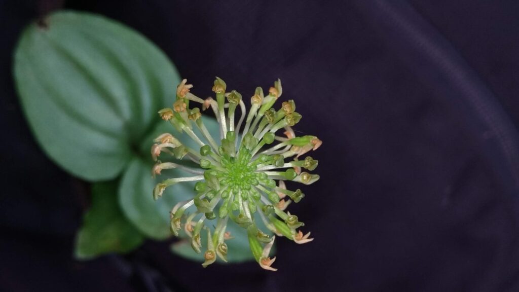 malaxis engelsii Durante uma trilha na Serra do Mar, próxima ao Pico Paraná, o botânico Mathias Engels foi atraído por uma pequena orquídea de flores verdes